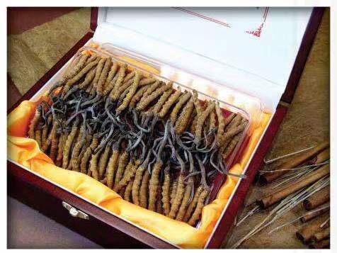 双城冬虫夏草回收